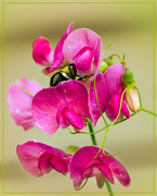 11th Jul 2021 - sweet pea and a bee