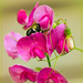sweet pea and a bee by jernst1779