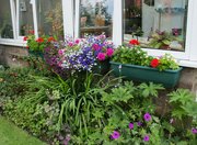 11th Jul 2021 - The window boxes