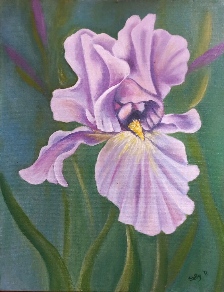 Purple iris by salza