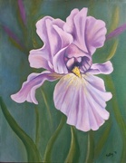 11th Jul 2021 - Purple iris