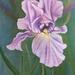 Purple iris by salza