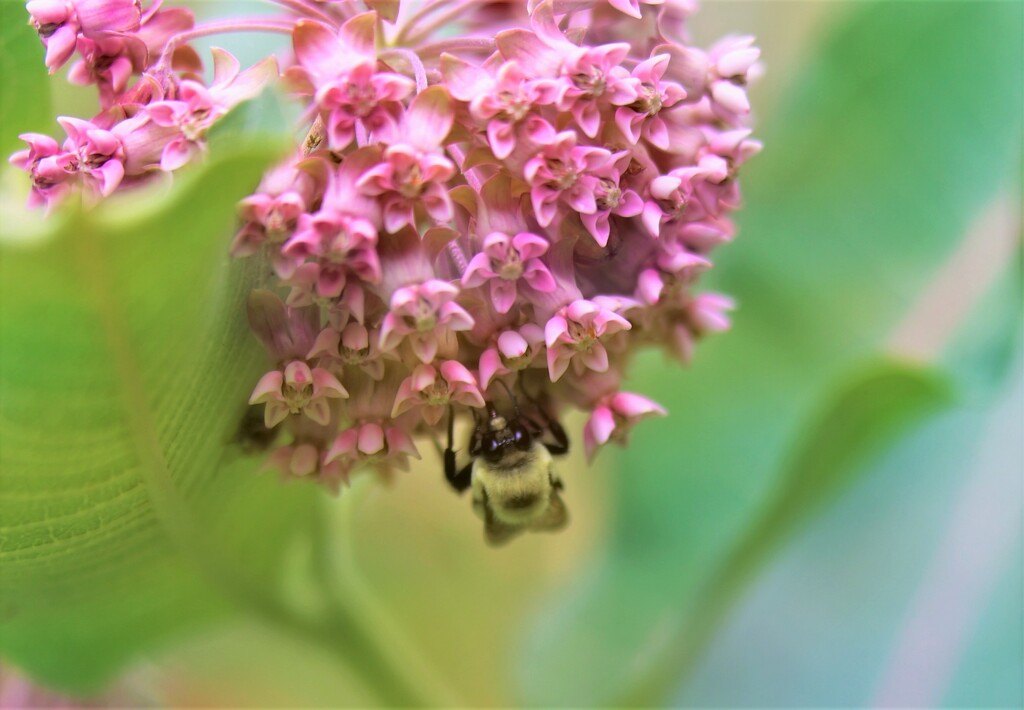 Milkweed Bee by lynnz