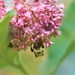 Milkweed Bee by lynnz