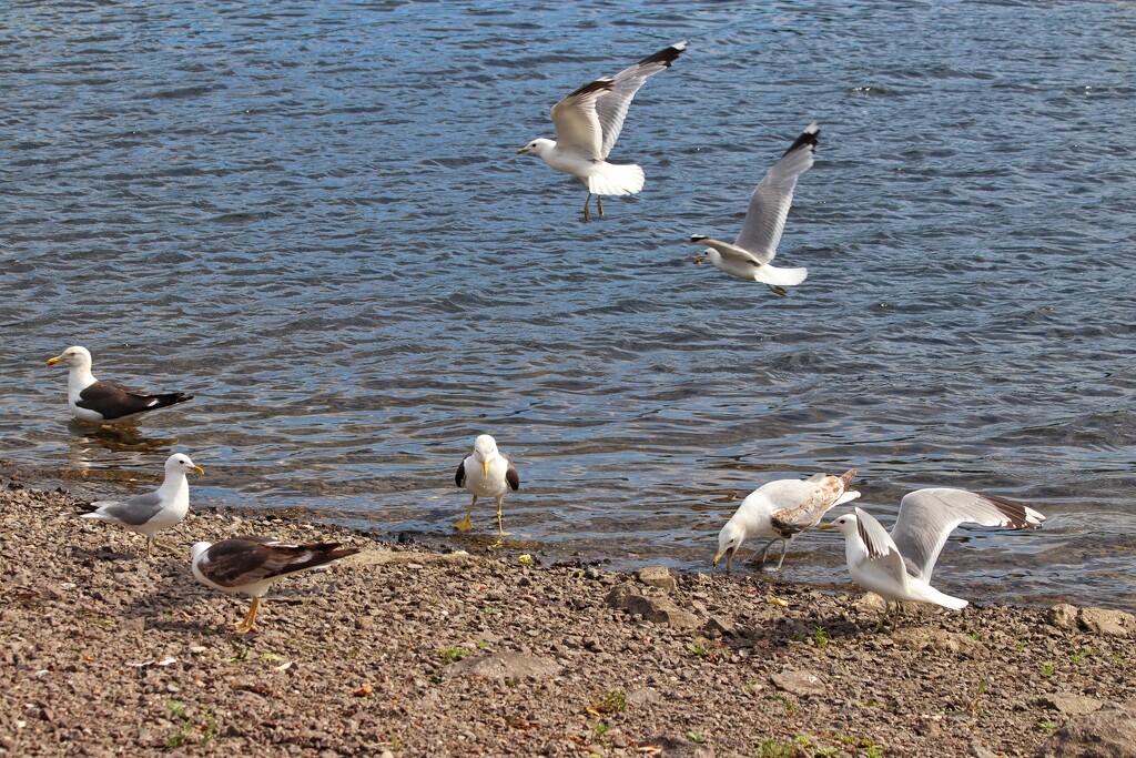 Seagulls by okvalle