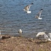 Seagulls by okvalle