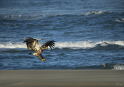 11th Jul 2021 - Juvenile Bald Eagle Coming In for Landing 