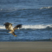Juvenile Bald Eagle Coming In for Landing  by jgpittenger