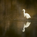 White Egret  by jgpittenger