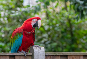 11th Jul 2021 - Red-and-Green Macaw