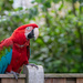 Red-and-Green Macaw by leonbuys83