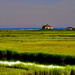Colorful Sippewissett Wetlands by radiodan