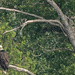 Bald Eagle  by radiogirl