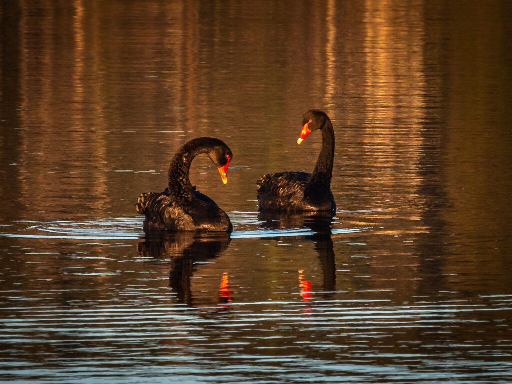 Swans at the sunset by gosia