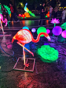 13th Jul 2021 - Flamingo. 