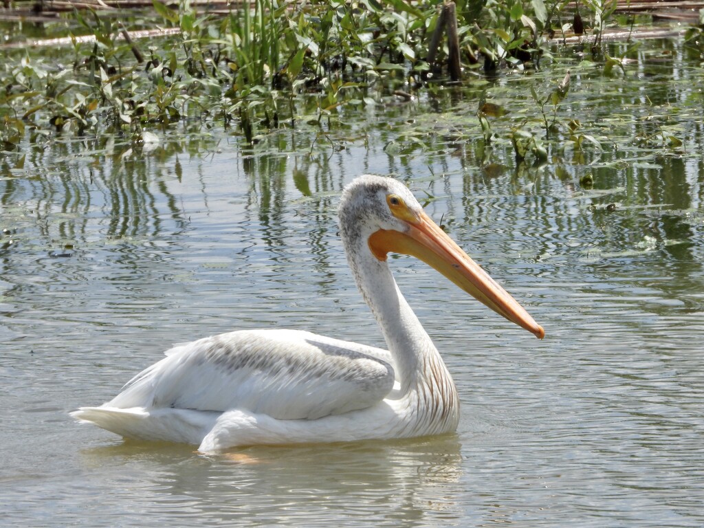 American white pelican by amyk
