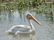 11th Jul 2021 - American white pelican
