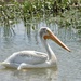 American white pelican by amyk