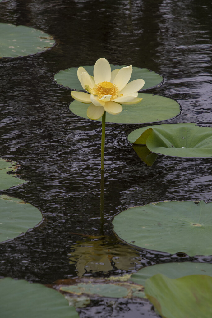 Lotus and Reflection by timerskine