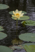 2nd Jul 2021 - Lotus and Reflection