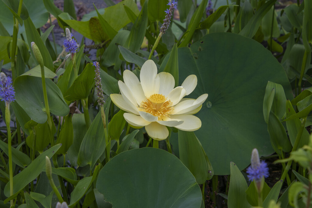 Lotus and Tuckahoe by timerskine