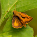Fiery Skipper Butterfly! by rickster549