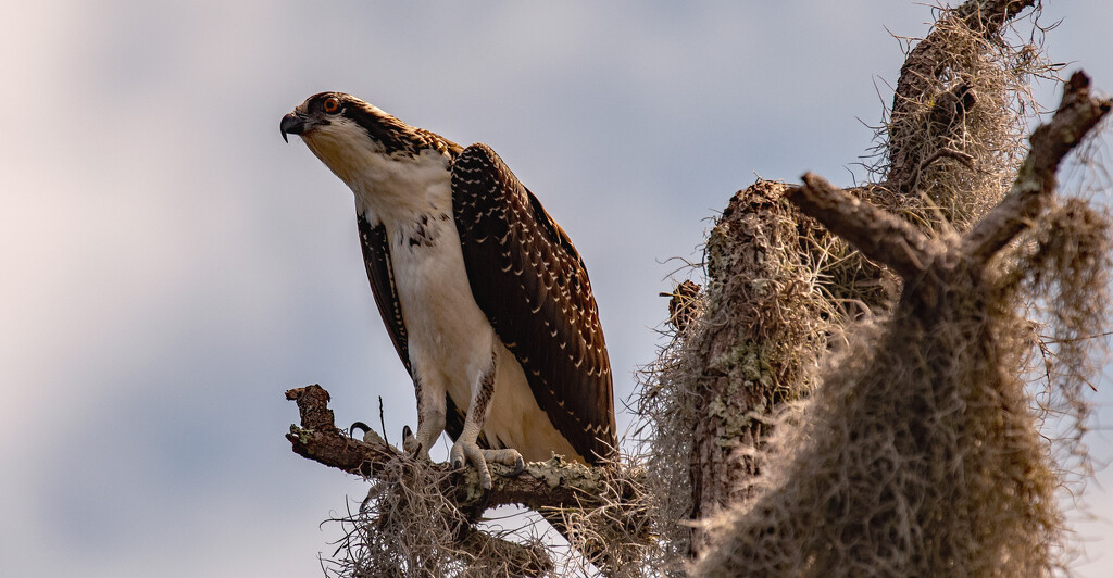 Young Osprey Watching the Water for a Meal! by rickster549