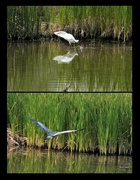 11th Jul 2021 - Waterfowl at Riverbend Ponds