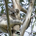 brace yourself by koalagardens