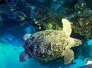11th Jul 2021 - Sea Turtle 