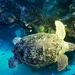 Sea Turtle  by harbie