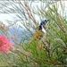Blue-eyed Honeyeater in Grevillea by ubobohobo