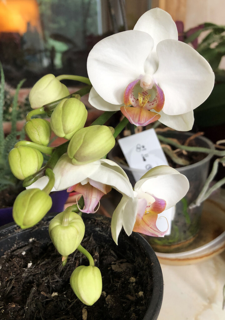 Orchid Flowers by arkensiel
