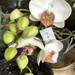 Orchid Flowers by arkensiel