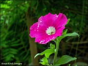 12th Jul 2021 - The bee in a petunia 