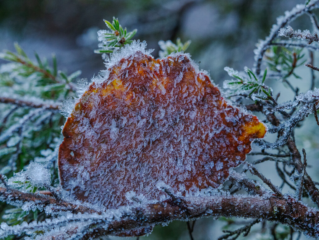 A frosty leaf by gosia