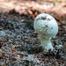 Mushroom by hjbenson