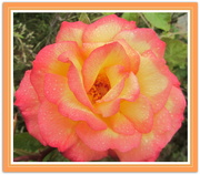 12th Jul 2021 - An orange and yellow rose. Sylvia's Garden.