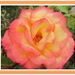 An orange and yellow rose. Sylvia's Garden. by grace55