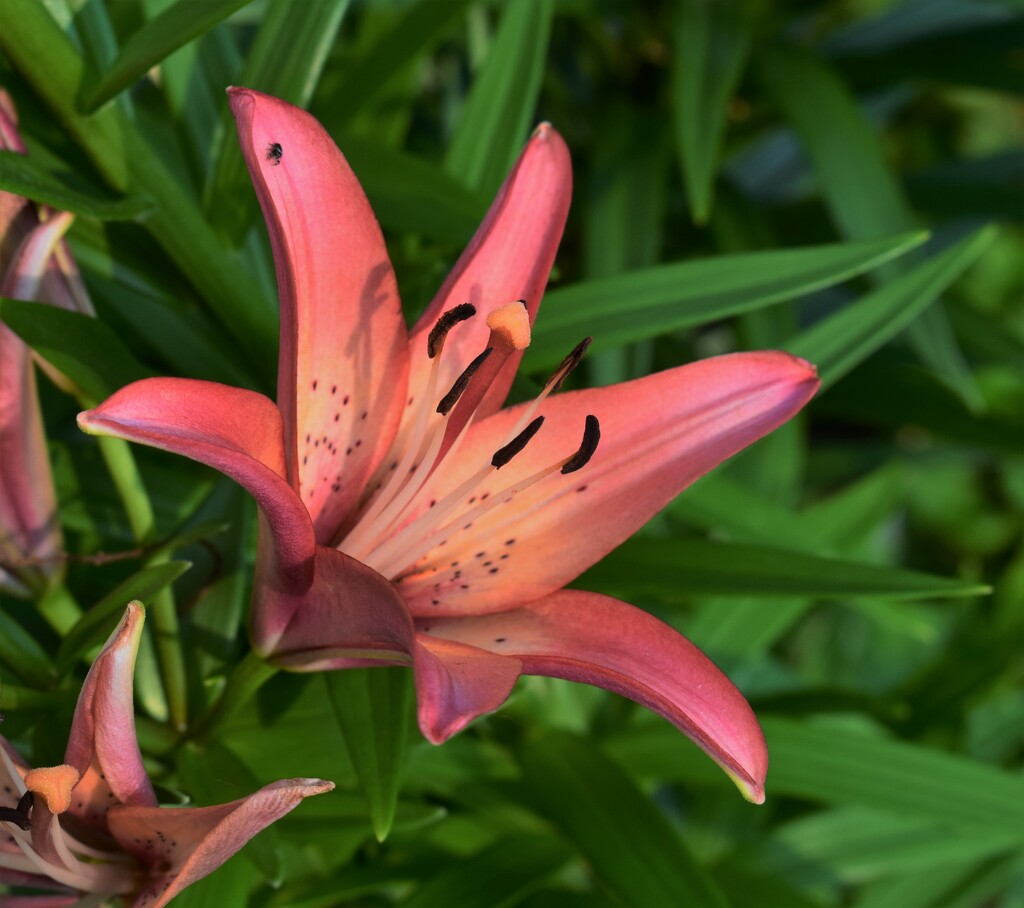 Asiatic Lily by sandlily