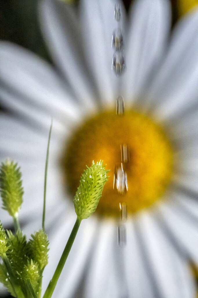 Grass & Daisy Flow by kvphoto