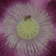 12th Jul 2021 - Essential Pollinator