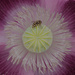 Essential Pollinator by 30pics4jackiesdiamond