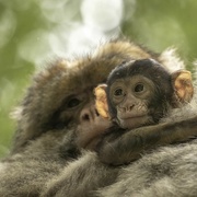 12th Jul 2021 -  Barbary Macaque