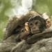  Barbary Macaque by shepherdmanswife