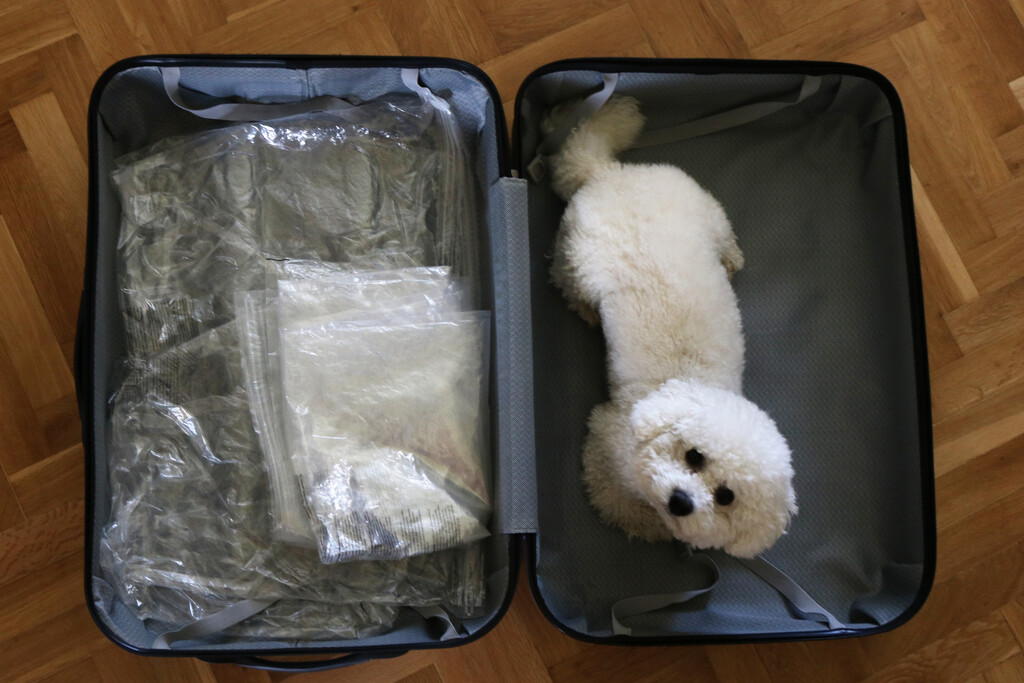 Pes v kufru by petrv0