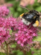 12th Jul 2021 - Bumble Bee