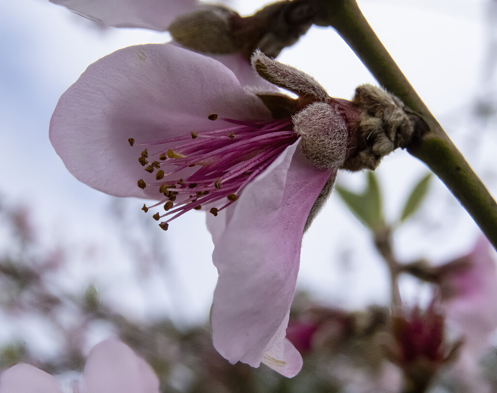 plum flower by koalagardens