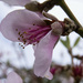 plum flower by koalagardens