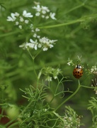 12th Jul 2021 - Ladybug (Ladybird) and Coriander